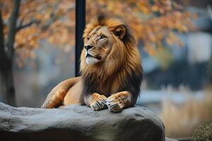 Majestic lion resting on rock with autumn leaves in background photo