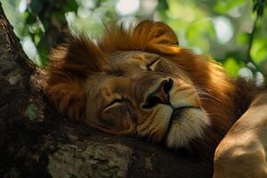 Majestic lion resting peacefully on tree branch in sunlit jungle photo