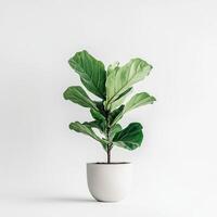 Vibrant fiddle leaf fig plant in minimalist white pot against neutral background photo