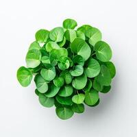 Fresh green leaves arrangement on light background photo