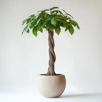 Braided pachira aquatica in beige pot against neutral background photo