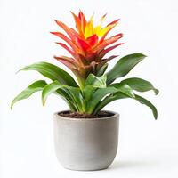 Vibrant bromeliad plant with fiery red and yellow spikes in gray pot photo