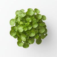 Top view of lush green pilea peperomioides plant with round leaves on white background photo