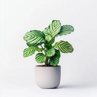Vibrant indoor calathea plant in minimalist pot on white background photo