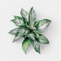Vibrant green and white variegated aglaonema leaves on white background photo