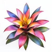 Vibrant multicolored succulent with radiant leaves on white background photo