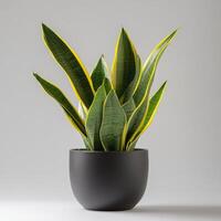 Vibrant variegated snake plant in black pot on gray background photo