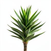 Vibrant yucca plant foliage against white background photo