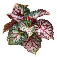 Vibrant caladium plant with variegated leaves on white background photo