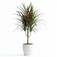 Elegant dracaena marginata plant in white pot photo