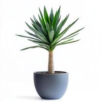 Vibrant yucca plant in simple gray pot against white background photo