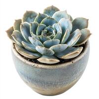 Echeveria succulent in ceramic pot on white background photo