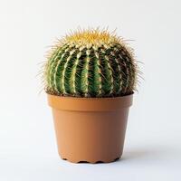 Golden barrel cactus in brown pot against white background photo