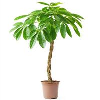 Potted braided money tree with lush green leaves against white background photo