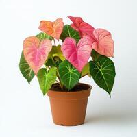 Vibrant potted anthurium with colorful leaves against white background photo