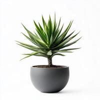 Vibrant green yucca plant in minimalist gray pot on white background photo