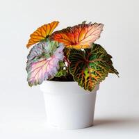 Vibrant begonia plant in white pot with colorful, intricate leaves photo