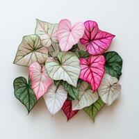 Colorful caladium leaves arrangement with pink and white variations photo