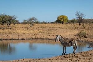 Zebra standing by waterhole in african savannah landscape with wildlife in background photo