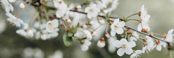 Blooming cherry branch with white flowers close-up, background of spring nature. Macro image of vegetation, close-up with depth of field. photo