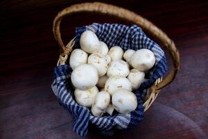 The collected mushrooms lie on a blue towel in a basket photo