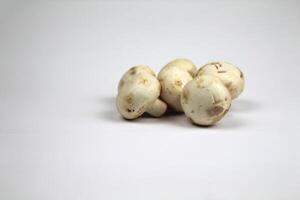 On a white background there are mushrooms in a pile photo