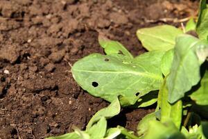 Green spinach leaf on the ground photo