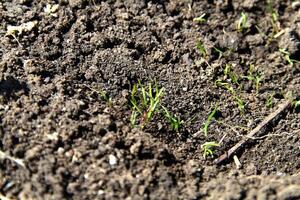 Dill seeds sprout from the ground photo