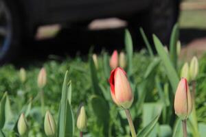 It's a spring morning and the closed buds of red tulips are beginning to bloom. photo