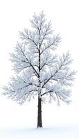 A tree with snow on it is shown in this image photo