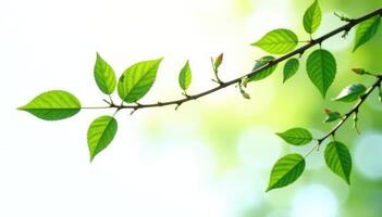 Green leaves on a branch with sunlight photo