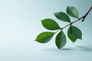 A single green leaf on a blue background photo