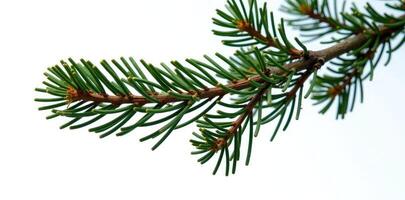 A branch of a pine tree with needles photo