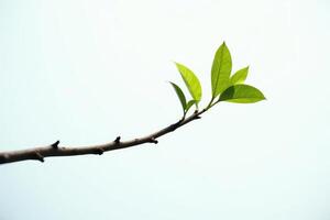 A branch with a leaf on it against a blue sky photo