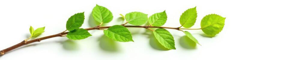 A branch with green leaves on it photo