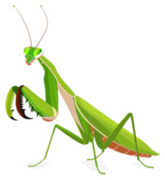 A vibrant illustration of a green praying mantis. png