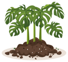 A cluster of monstera plants in a bed of rich soil. png