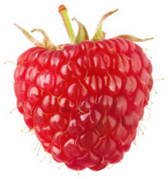 Close-up view of a single, ripe raspberry. png