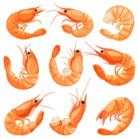 Colorful illustrations of various shrimp in different positions. png