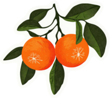 Two vibrant oranges on a branch with lush green leaves. png