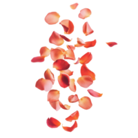 Rose petals cascade against a backdrop of geometric shapes. png