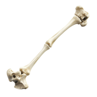 Close-up view of a human femur bone angled in a display. png