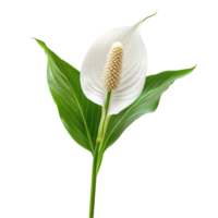 A single, elegant peace lily in a studio setting. png