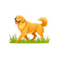 A happy golden retriever walking in a grassy field. The dog has a bright coat and a joyful expression, embodying playfulness and loyalty in a natural outdoor setting. png