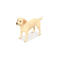 A standing yellow Labrador retriever on a white isolated background, showcasing its friendly and playful nature. Ideal for pet-related themes and animal lovers. png