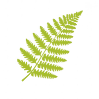 A vibrant green fern leaf isolated on a white background, showcasing its intricate and delicate leaf structure. Ideal for nature-themed designs and botanical illustrations. png