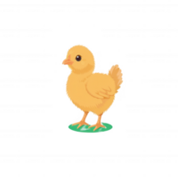 A cute, fluffy yellow chick standing on green grass, showcasing its vibrant feathers and curious expression, perfect for illustrations related to spring and nature. png