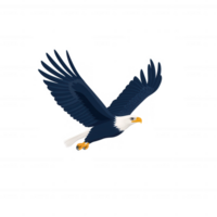 A majestic eagle with outstretched wings in flight, displaying its striking features against a white isolate background. png