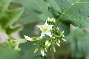 Solannum torvum or Pea eggplant flower blooming on branch with buds and leaves. Another name is Turkey berry, Devil's fig or Susumber. photo