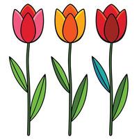 Three colorful tulip flowers isolated on white background for spring designs vector